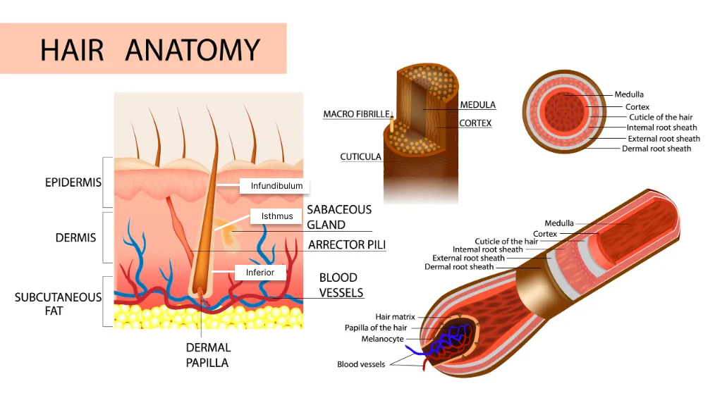 Structure of the hair. Anatomical illustration of hair bulb and hair follicle. Detailed medical illustration